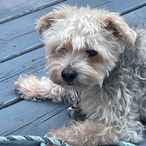 Meet your Posher, Lyall